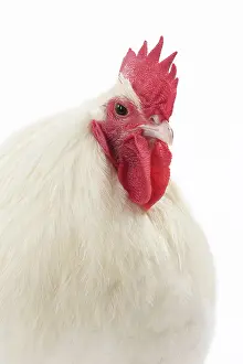 Wattles: White Australorp Chicken Cockerel / Rooster