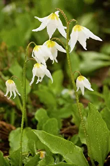 Erythronium: White Avalanche Lily