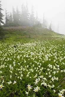 Erythronium: White Avalanche Lily en masse on Hurricane Ridge
