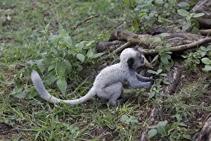 Naivasha: White baby Black and White Colobus monkey Colobus