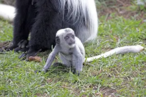 Naivasha: White baby Black and White Colobus monkey Colobus