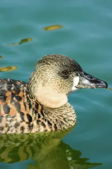Whitebacked: White-backed Duck