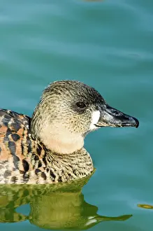 Whitebacked: White-backed Duck