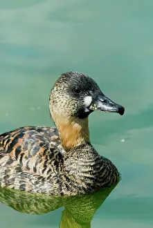Whitebacked: White-backed Duck