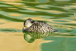 Whitebacked: White-backed Duck