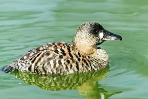 Whitebacked: White-backed Duck