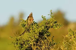 Mousebird: White-backed Mousebird. perched in bush - Western