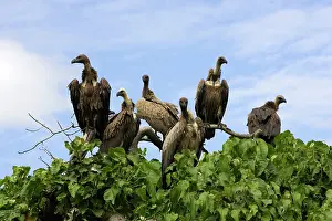 Ruppell: White-backed / Ruppell's Vulture