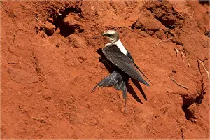 090818: White-backed Swallow - This bird would land on the