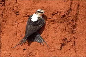 090818: White-backed Swallow - This bird would land on a