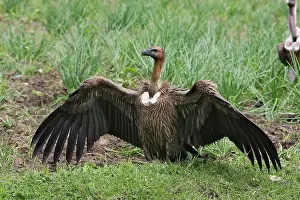 Bengalensis: White-backed Vulture
