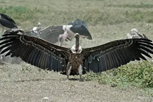 Marabou: White-backed Vulture