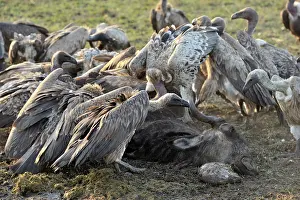 Carcass: White-backed Vulture