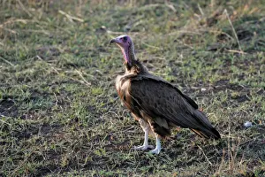 Griffon: White-backed Vulture