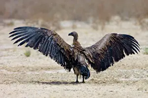 Aegypius: White-Backed Vulture - drying wings after bathing