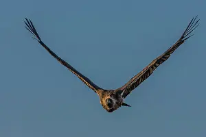 Gyps: White backed Vulture - in flight