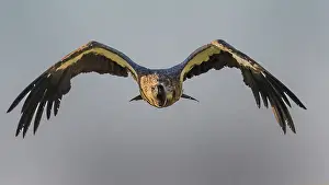 Gyps: White backed Vulture - in flight