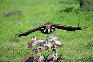 Rich Thomas: White-backed Vulture - in flight above group on