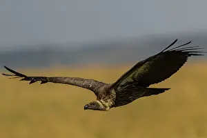 Occipitalis: White Backed Vulture in flight Masai Mara National