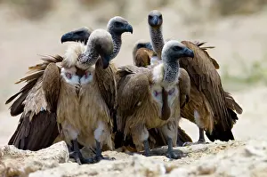 Congregating: White-Backed Vulture - group congregating at waterhole