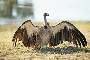Gyps: White-backed vulture (Gyps africanus) spreading