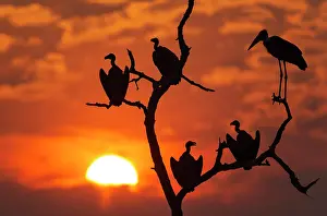 Roosting: White-backed Vulture - on the right with the long