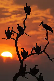 Roosting: White-backed Vulture - on the right with the long