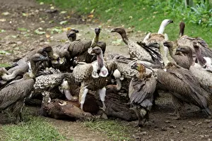 Bengalensis: White-backed Vulture and Ruppell's Vulture (Gyps