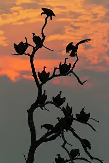 Roosting: White-backed Vulture - at sunset on their resting