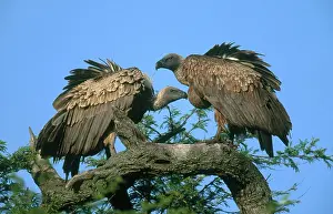 Whitebacked: White-backed Vultures