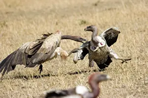 Lunging: White-backed Vultures fighting over kill