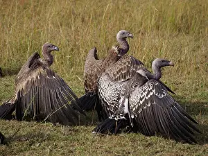 Rueppellii: White backed Vultures - two White-backed Vultures