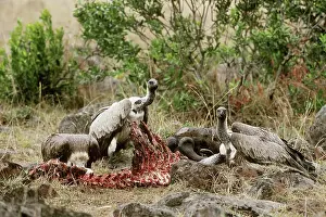 Competing: White-backed Vultures on wildebeest kill