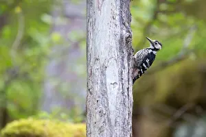Dendrocopos: White-backed Woodpecker (Dendrocopos leucotos)