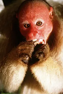 Ugly: White / Bald UAKARI Monkey - eating, specialised