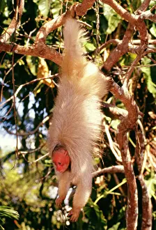Hanging: White / Bald UAKARI Monkey - Hanging from branch