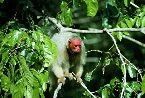 Canopy: White / Bald UAKARI Monkey - In rainforest canopy
