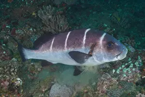 Sweetlips: White-banded sweetlips (Plectorhinchus playfairi)