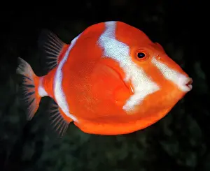 Boxfish: White-barred Boxfish, south Australian coasts