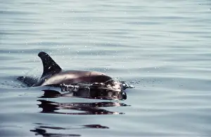 Elizabeth Bomford: WHITE-BEAKED DOLPHIN
