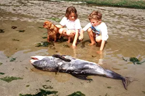 Beaked: White-beaked DOLPHIN - children sitting by dead