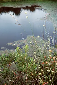 Bogs: WHITE-BEAKED SEDGE
