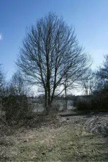 Whitebeam: WHITE BEAM TREE - Winter