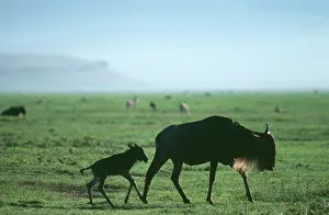 Beards: White-Bearded Gnu / Wildebeest - cow & newborn calf