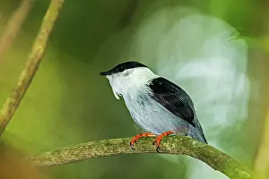 Manakin: White-bearded Manakin, male, Tayrona National Park, Colombia