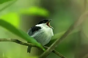 Manakin: White-bearded Manakin, male, Tayrona National Park, Colombia
