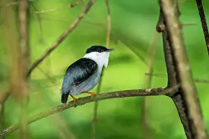Manakin: White-bearded Manakin, male, Tayrona National Park, Colombia
