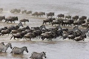 Zebra: White-bearded wildebeest (Connochaetes taurinus)