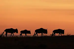 Taurinus: White-bearded wildebeest (Connochaetes taurinus)