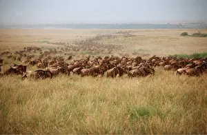 Gnus: White- bearded WILDEBEEST / Gnu - migration